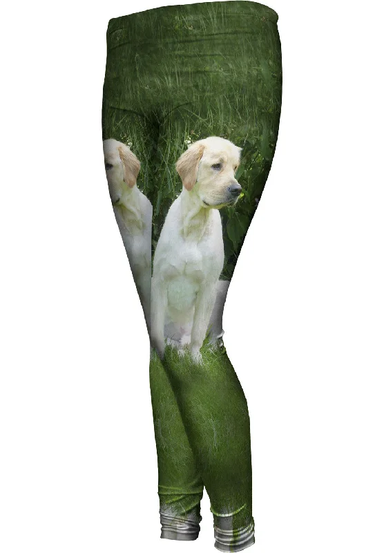 Cozy Fitting Golden Lab In Garden