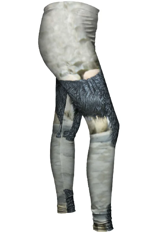 Soft Wear Sad Wet Cocker Spaniel